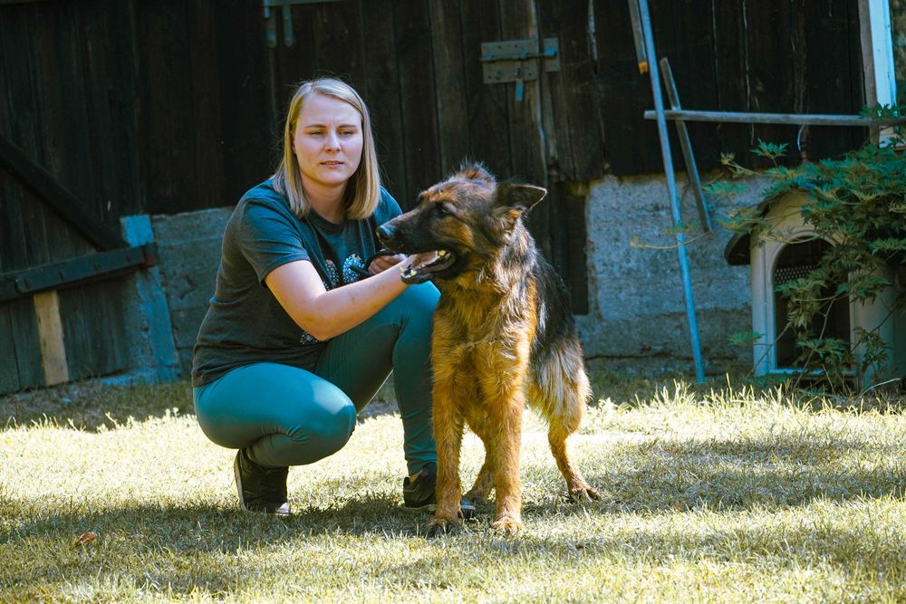 Pola - piękna sunia w typie owczarek niemiecki