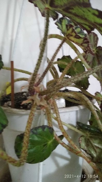 Бегония декоративно-лиственная