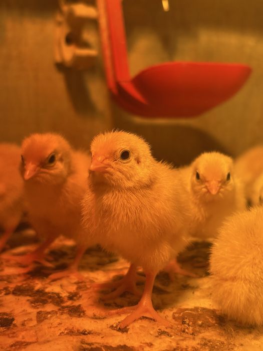 Добові перепели Техасці (білий бройлер). Доставка по області