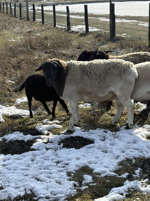 Вівці,ягнята.Продам дорпер чисто кровкі