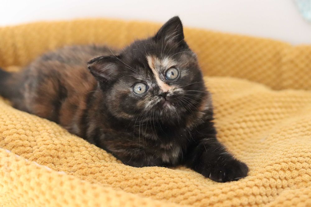 Szkocki zwisłouchy prostouchy Scottish fold straight WCF