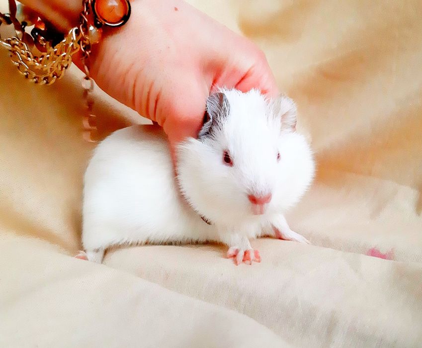 Морские свинки,клетки,корма,аксессуары