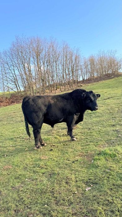 boi angus, 4 anos, com certificado, para criação
