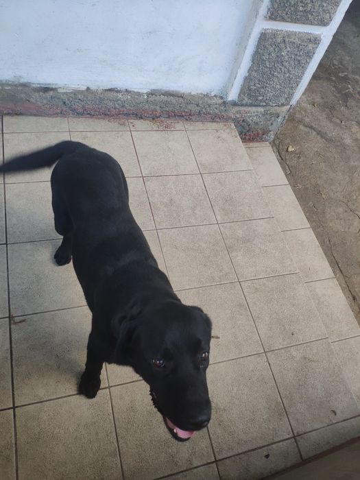 Вязка, лабрадор ретривер