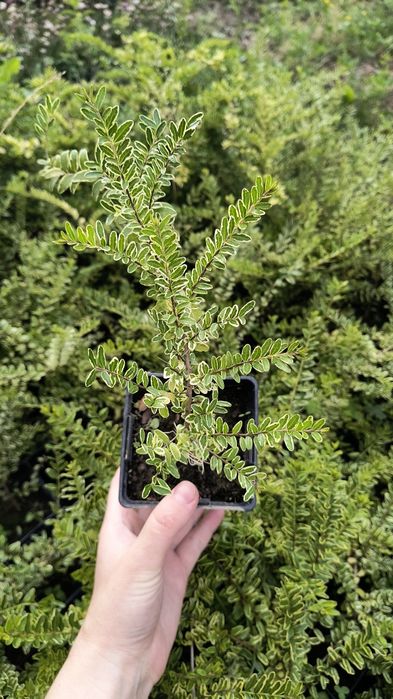 Жимолость декоративна Variegata і Шапочна, Бересклет Мікрофіла,Плющ Ґолден Чайлд, Туя Тедді, Вероніка синя,Хоста, Седум хибний розетки у горщику