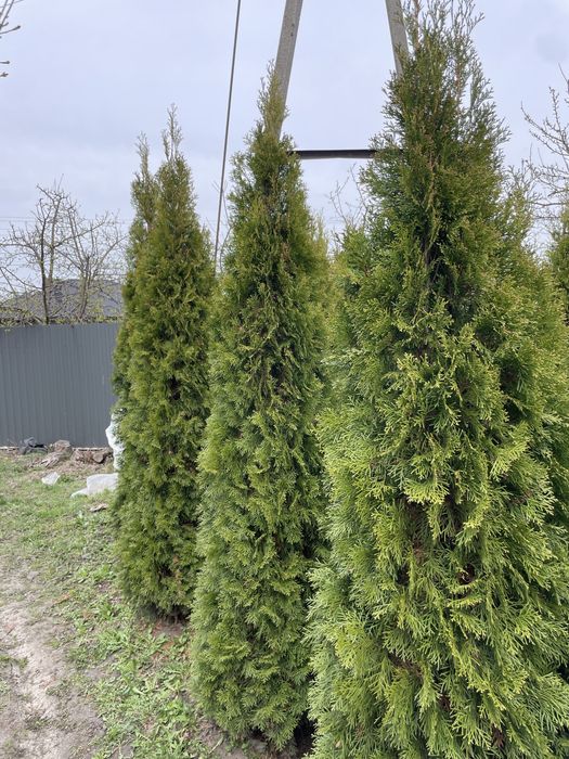 Туї, 2,5 метри висотою