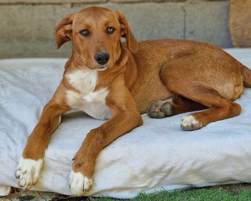MARKZAC - Cãozinho jovem para adoção!