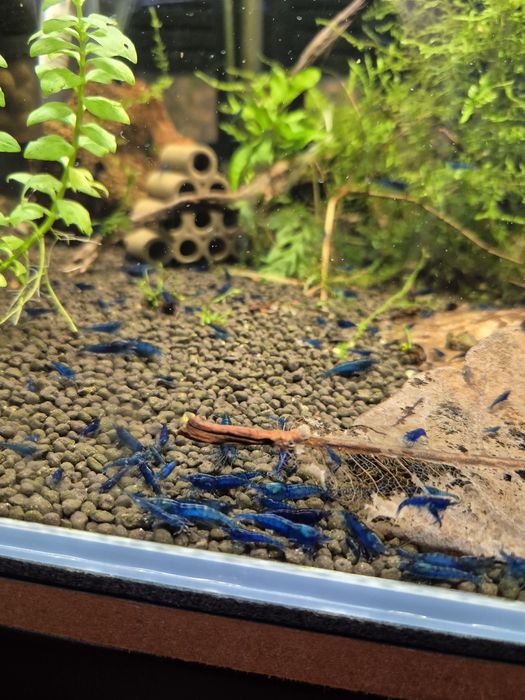 Krewetki blue velvet neocaridina