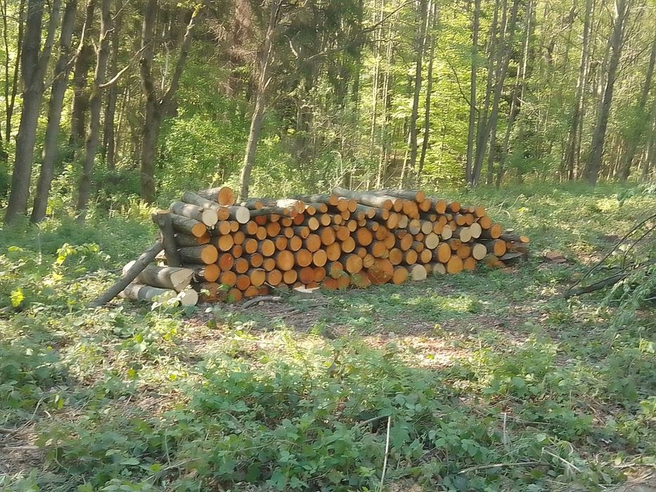 Koszenie karczowanie wycinkanza drewno pozyskane