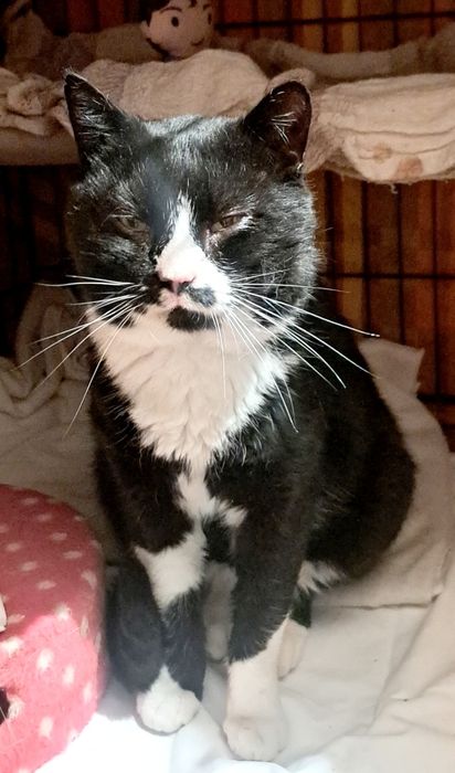 Dżeki kotek FELV+ pilnie potrzebuje domku