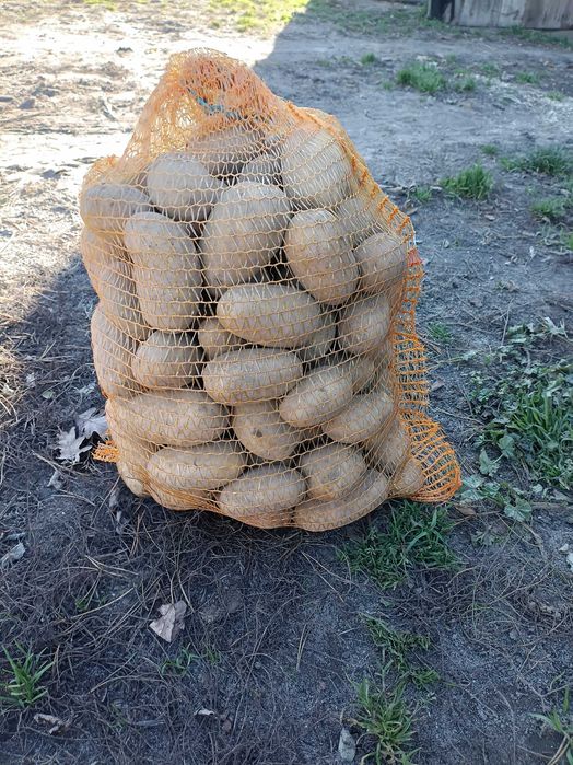 Sprzedam sadzeniaki i duze