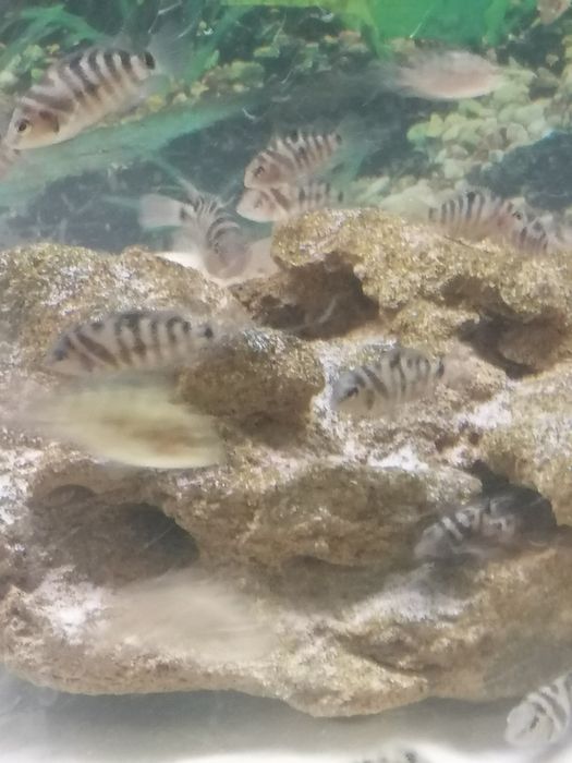 Чернополосая цихлозома