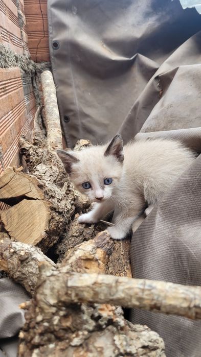 Gatos bebes para dar