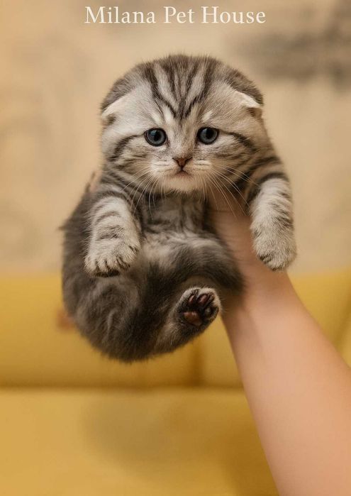 Плюшевые шотландские котята-домашнее выращивание.