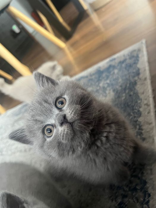 Kotki brytyjskie z rodowodem Liliowe i niebieskie