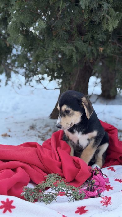 Віддам в добрі руки