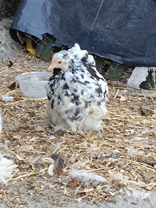 Fêmea Pekin white mottled