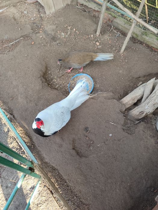 Серебристые фазаны