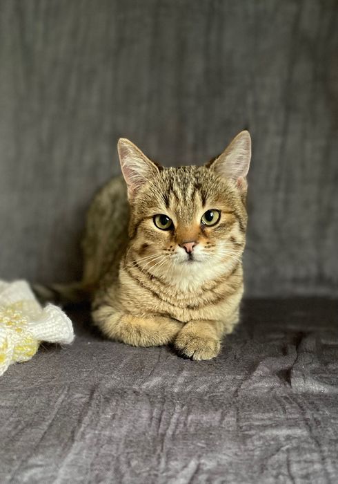 Котята котики отдам пушистый котенок