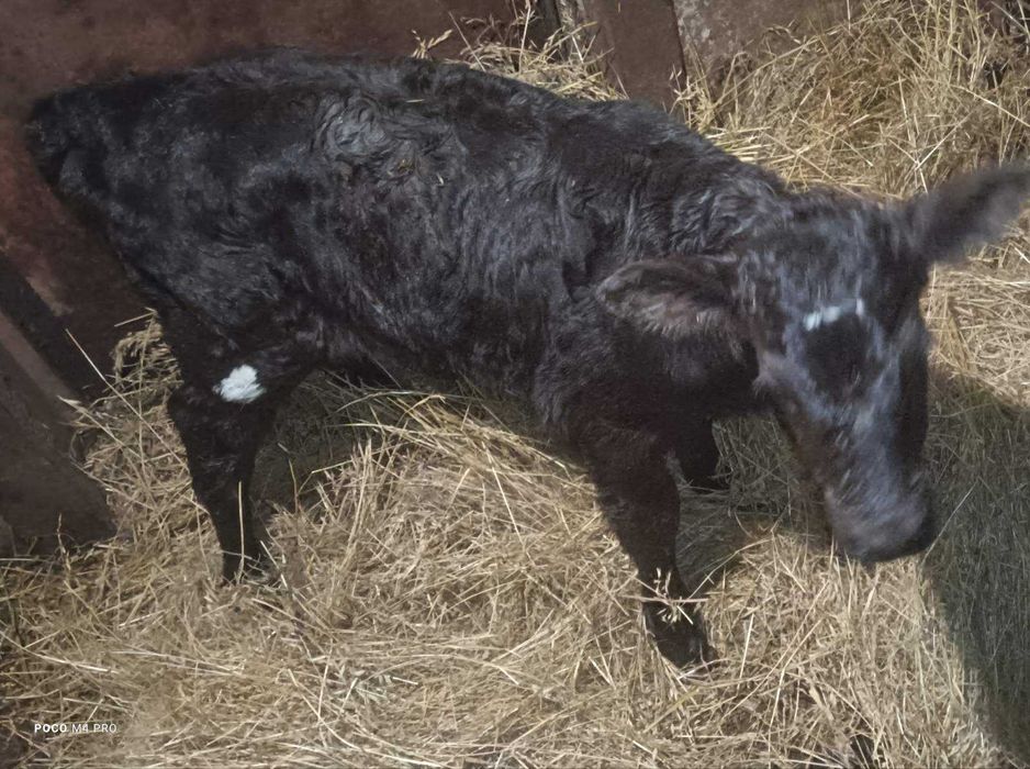 Продам трьох телят,теличок