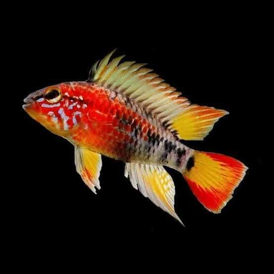 Ryby Pielęgniczka czerwonogrzbieta (Apistogramma macmasteri) Cetarius