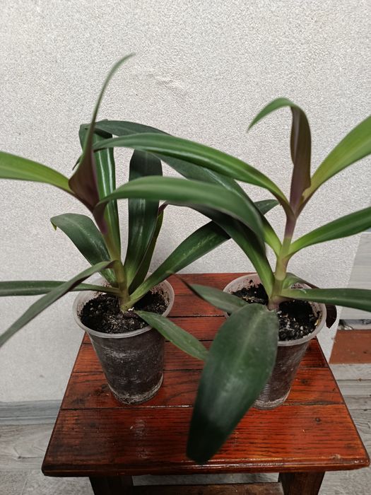 Продам,традесканцію Рео.