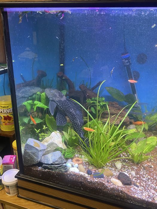 Vendo ou troco pleco adulto