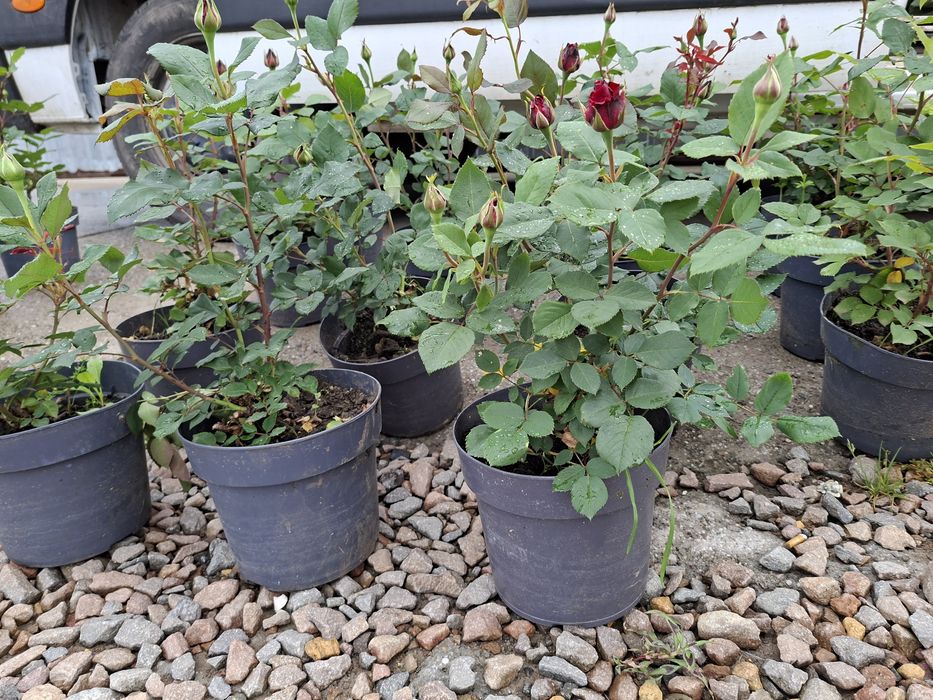 Róże Rabatowe , Wielkokwiatowe w odmianach