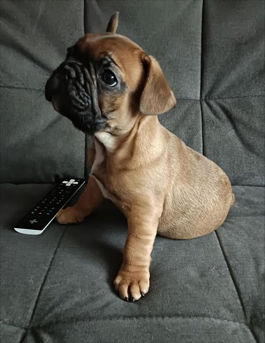 Buldog Francuski Szczeniak Piesek