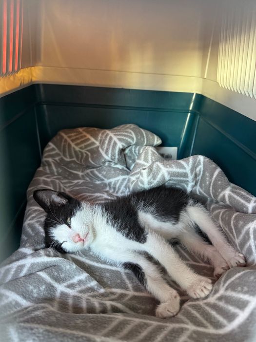 Gatinho para Adoção