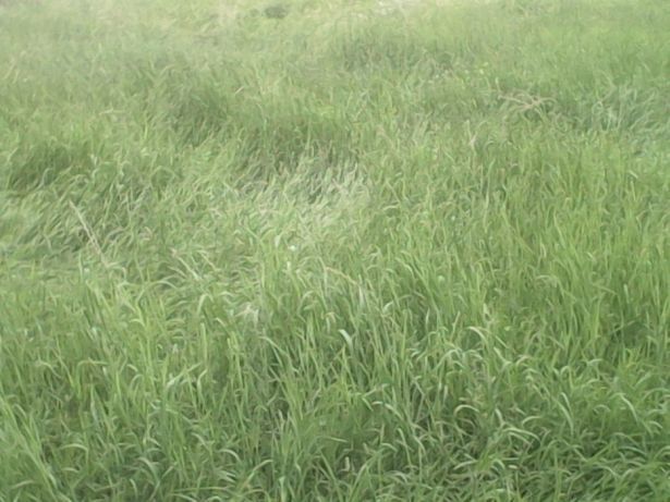 Ekologiczna koniczyn trawa lucerna tymotka lucerna,gorczyca