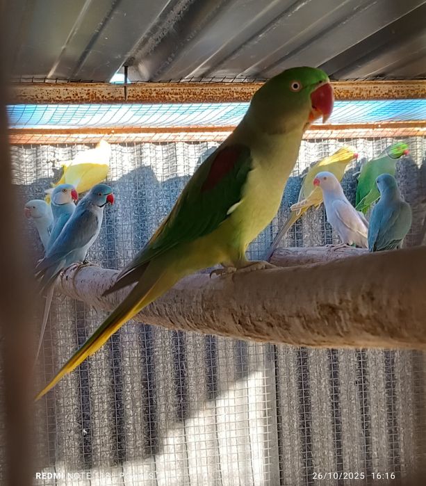 Ringneks, alexandrinos