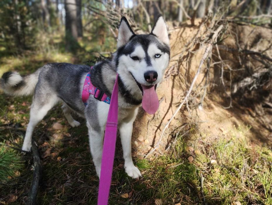 Siberian Husky  dwuletnia sunia