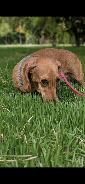 Дресирування собак