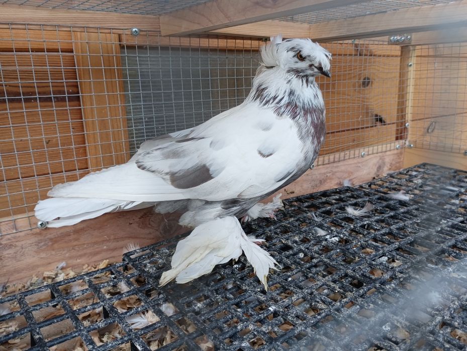 Turkot samiec dwuczuby