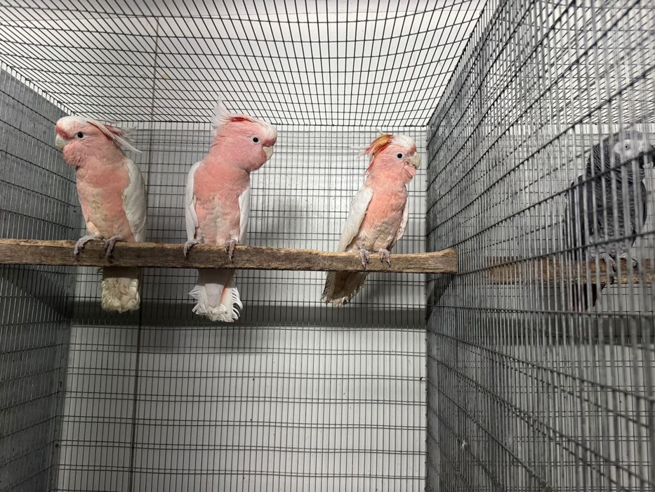 Casal de cacatuas inkas