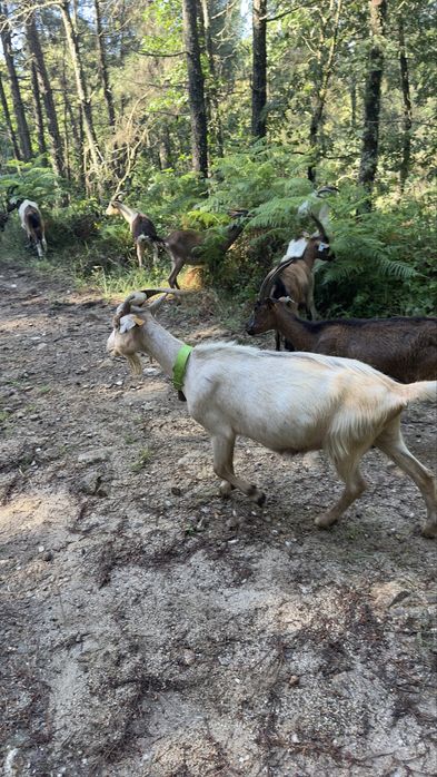Vendo algumas cabras