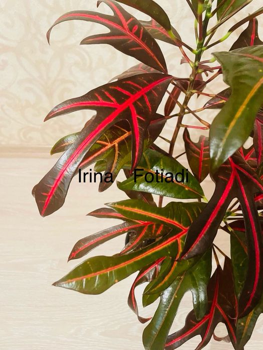 Надлишки колекційних кротонів EXETER (ексетер)