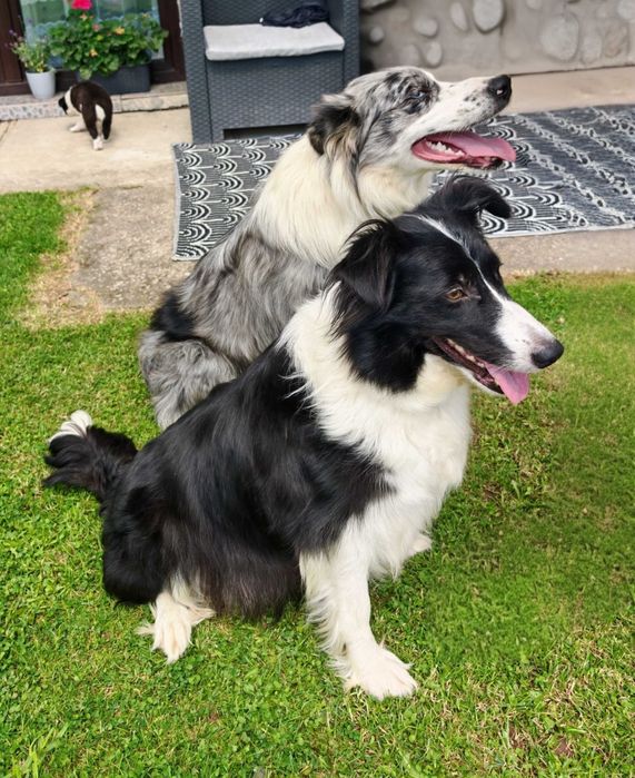 Szczeniak Border Collie