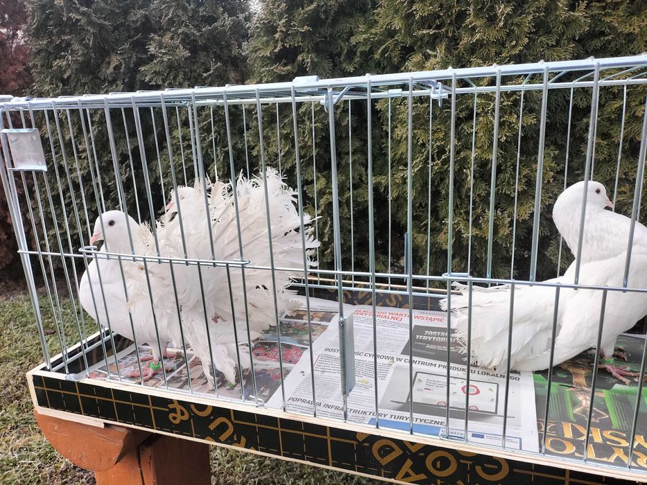 Pawiki Samce, Samice- białe