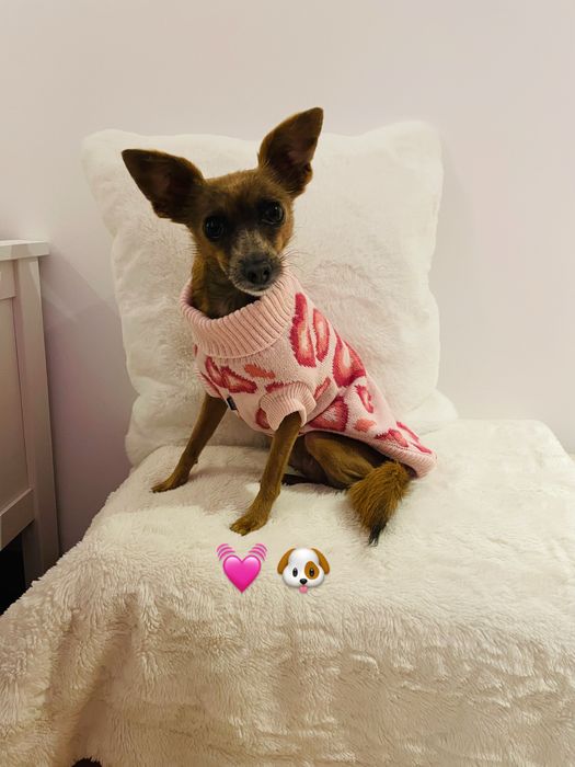 Petsitting zona vila do conde e povoa de varzim