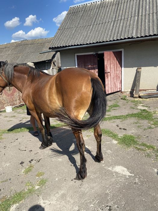 Робоча кобила