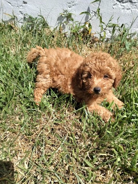 Fêmea caniche toy disponível para integrar
