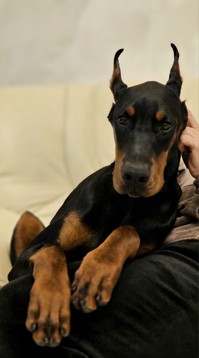 Топ дівчинка. Лагідна,ніжна,