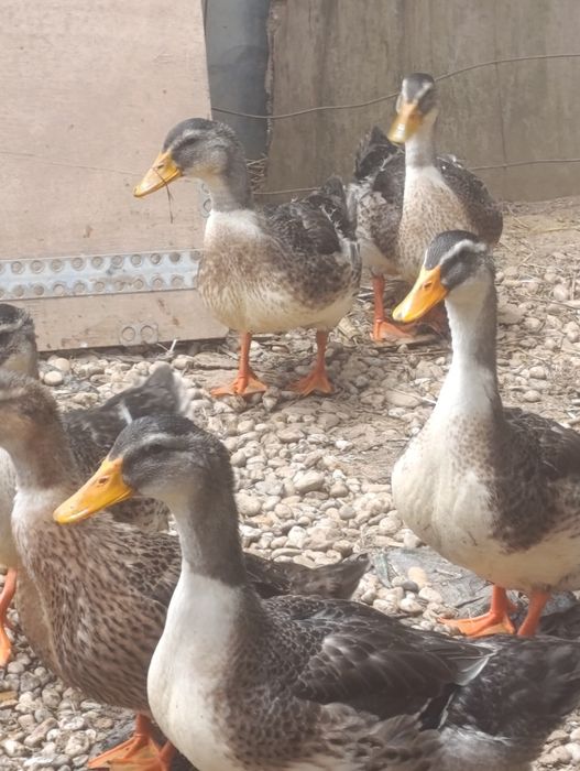Pato raça ruan para venda