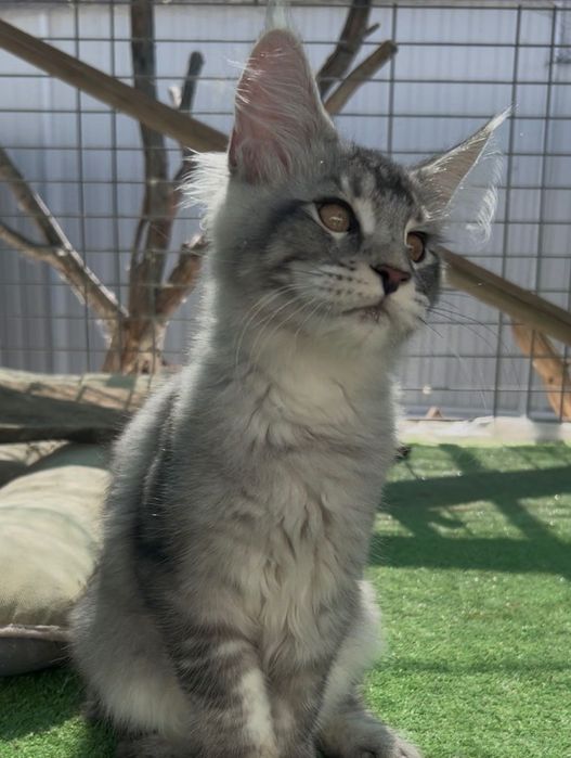 Maine Coon Silver Ticked Tabby