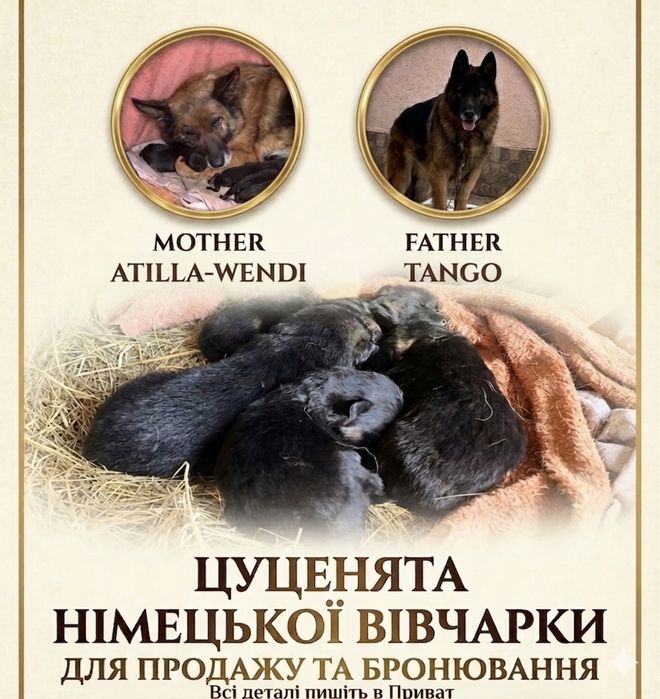 Цуценята німецької вівчарки(чистокровні)