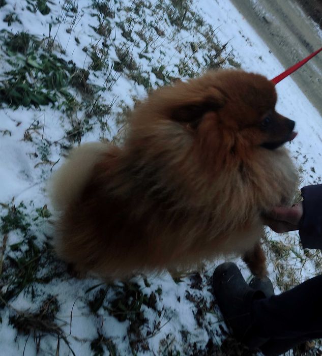 Кобель шпиц на вязку