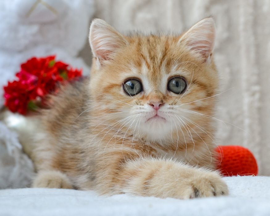 Шикарний котик золотий мармур