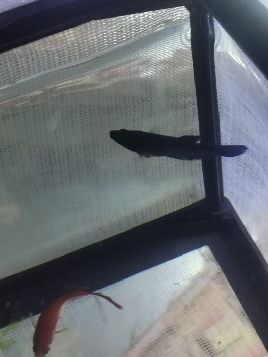 Vendo ou troco Betas fêmeas